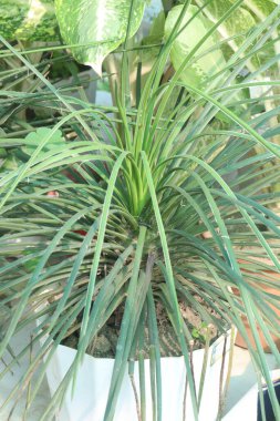 agave geminiflora leaf plant on nursery for sell are cash crops. Drought-tolerant and low-maintenance, ideal for eco-friendly gardens. Supports biodiversity by attracting pollinators clipart