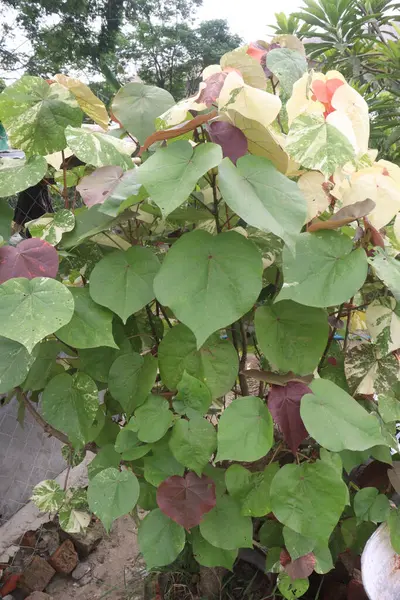 stock image hibiscus tiliaceus flower plant on farm for harvest are cash crops