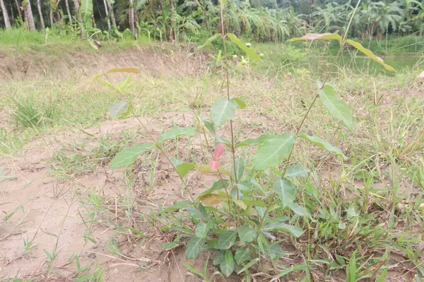 stock image Ichnocarpus frutescens medicinal plant on forest. treat atrophy, convulsions, cough, delirium, dysentery, measles, splenomegaly, tuberculosis, tumor, diabetes as a lactogogue, antipyretic, demulcent