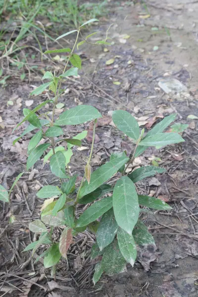 stock image Ichnocarpus frutescens medicinal plant on forest. treat atrophy, convulsions, cough, delirium, dysentery, measles, splenomegaly, tuberculosis, tumor, diabetes as a lactogogue, antipyretic, demulcent