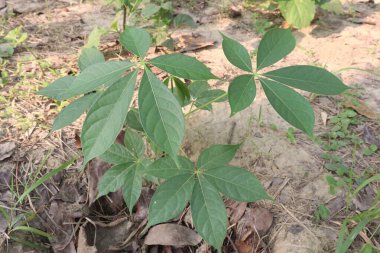 Bombax ceiba pamuk ağacı tarlasında hasat için nakit mahsulleri var. Ağaç kabuğunun çıkarılması sözlü olarak savaş ateşine verilir. Şeker hastaları almalı. Kabuk suyu mide ağrısını azaltmak için verilir.
