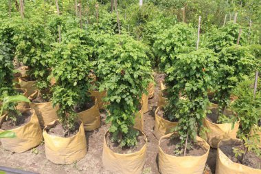 Cape Honeysuckle flower, medicinal plant on nursery for sell are cash crops.powdered bark can be rubbed around the teeth to treat bleeding gums. leaf can treat of diarrhoea,for intestinal inflammation clipart