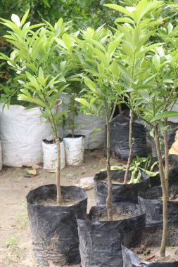 Çiftlikteki ağaçta satılan makropteralar nakit mahsuldür. Antioksidan, polifenol, flavonoid, tanin, protein içerir.