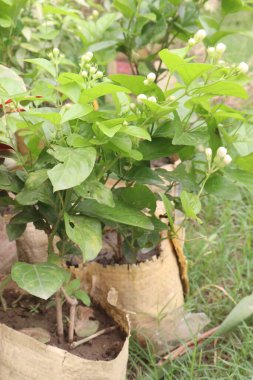 Çiftlikte Arap yasemini antiseptik, antiinflamatuar, baş ağrısı, mide bulantısı, iktidarsızlık, kalp hastalıkları, epilepsi, ülser, göz hastalıkları gibi sağlık için etkili bir ilaç olabilir.