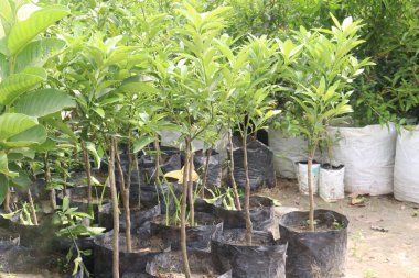 Çiftlikteki ağaçta satılan makropteralar nakit mahsuldür. Antioksidan, polifenol, flavonoid, tanin, protein içerir.