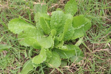 Sahada acı marul yaprağı tıbbi bitki var. Fare ve hayvan araştırmalarında marulun bileşikleri ibuprofen kadar işe yarayan bir ağrı kesici olarak kullanıldı. sindirimi geliştirebilir.