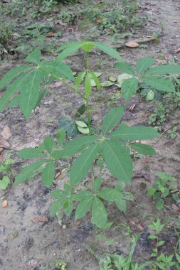 bombax ceiba cotton tree plant on field for harvest are cash crops. Decoction of the bark is given orally to combat fever. diabetics should take. bark juice is given to reduce stomach ache clipart