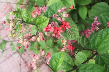 Bleeding heart vine flower plant on farm are cash crops. source of nectar for a variety of pollinators, such as bees,butterflies, hummingbirds, providing a food source for these beneficial insects clipart