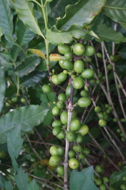Tarladaki kahve ağacı hasat için nakit mahsuldür.