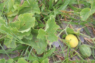 Citrullus bu acı ve tıbbi meyveyi tarladaki ağaçta yakıyor.