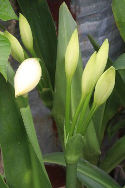 Hymenocallis Bud 'ın fidanlığında satılan bitkiler nakit mahsuller. Çeşitli alkaloidleri, glikozitleri var. Tıbbi özellikleri var. Mide ülseri, yaralar, solunum gibi hastalıkların tedavisi