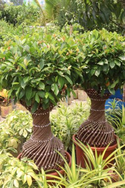 Çiftlikteki Ficus mikrocarpa ağacı hasat için nakit mahsuldür.