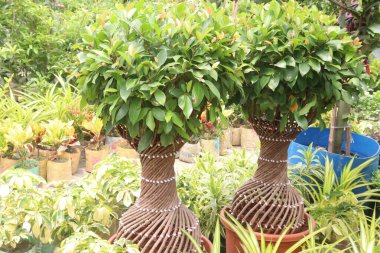 Çiftlikteki Ficus mikrocarpa ağacı hasat için nakit mahsuldür.