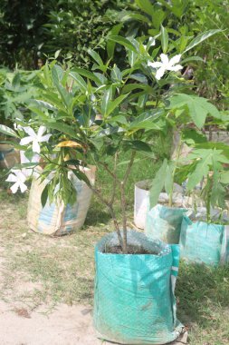 Jasminum tortuosum çiçeği fidanlıkta satılıyor. Nakit ekinler.