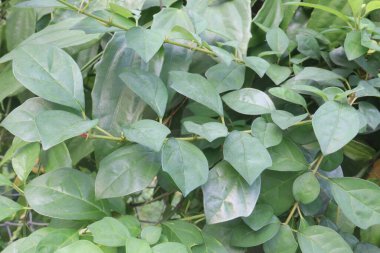 Kreşteki Gmelina Philippensis çiçek bitkisi satılık nakit mahsuller. Meyve öksürüğü, ayak egzamasını ve yorgunluğu tedavi edebilir. Kökler eklem ve sinir hastalıklarını tedavi edebilir.