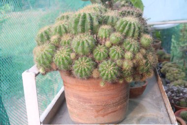 Bebek odasındaki Paskalya Zambağı kaktüsü satışı nakit mahsuldür. Saflığı ve yenilenmeyi simgeliyor. Bahar temaları için mükemmel. Düşük bakım, yüksek etki dekoru havayı temizler.