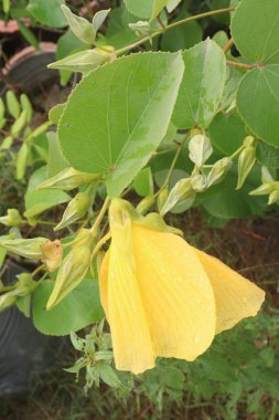 Hibiscus glandulifer çiçeği fidanlığı satışı nakit mahsuldür.