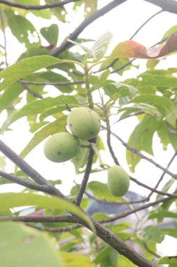 Elaeocarpus Serratus çocuk odasındaki ağaçta satılan Seylan zeytini olarak da bilinir. İshal önleyici, ağrı kesici, antidiyabetik, artritik aktivite, antioksidan, antimikrobik...