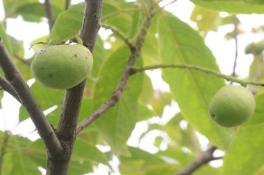 Elaeocarpus Serratus çocuk odasındaki ağaçta satılan Seylan zeytini olarak da bilinir. İshal önleyici, ağrı kesici, antidiyabetik, artritik aktivite, antioksidan, antimikrobik...