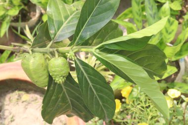 Morinda citrifolia Noni meyvesi satılmak üzere fidanlıkta satılıyor. Nakit ürünler. Çeşitli hastalıklara, antibakteriyel, antitümöre, antelmintiğe, ağrı kesiciye, antienflamatuara...
