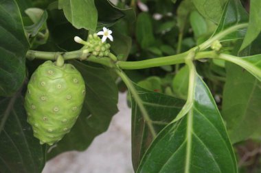 Morinda citrifolia Noni fruit on tree in nursery for sell are cash crops. have therapeutic remedy to various diseases, antibacterial, antitumor, anthelmintic, analgesic, anti inflammatory clipart