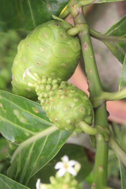 Morinda citrifolia Noni meyvesi satılmak üzere fidanlıkta satılıyor. Nakit ürünler. Çeşitli hastalıklara, antibakteriyel, antitümöre, antelmintiğe, ağrı kesiciye, antienflamatuara...