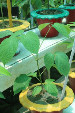 Çocuk odasındaki Odontonema yastık fabrikası satılık. Nakit ürünler. Hipertansiyon tedavisinde ve karaciğer hastalıklarında kullanılan bitkisel ilaçlarım var. Üreme tohumlardan veya kök kesimlerinden kaynaklanır.