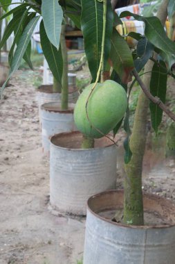Çiftlikteki mango ağacı hasadı nakit mahsulüdür.