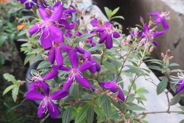 Melastoma malabathricum flower plant on nursery for sell are cash crops. treat diarrhoea, dysentery, indigestion, leucorrhoea, stomachache, piles, painful arthritic joints, swellings, wounds clipart