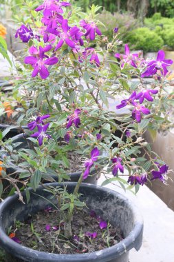 Melastoma malabathricum flower plant on nursery for sell are cash crops. treat diarrhoea, dysentery, indigestion, leucorrhoea, stomachache, piles, painful arthritic joints, swellings, wounds clipart