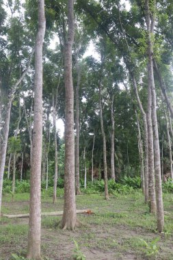 Çiftlikteki maun ağacının hasadı nakit mahsulüdür.