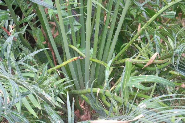 stock image Cycas zeylanica tree plant on farm for sell are cash crop, The bark and the seeds oil used for sores and swellings, The tender leaves treat flatulence and vomiting