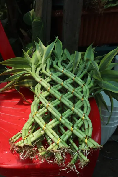 stock image Lucky Bamboo Braided Tower plant on nursery for sell are cash crops. also called Dracaena sanderiana. Most are grown in water but can strive in the soil