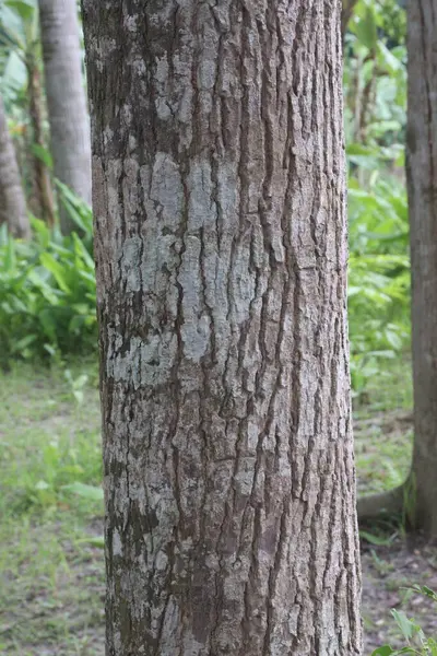 stock image Mahogany tree plant on farm for harvest are cash crops