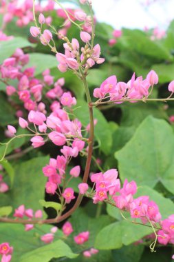 Bebek odasındaki Meksikalı sürüngen çiçek bitkisi satılık nakit mahsulleri. Sadece yerleşkeye güzellik katmakla kalmıyor aynı zamanda genel olarak yararlı böcek çeşitliliğinin ve özellikle bal arılarının sürdürülmesine de yardımcı oluyor.