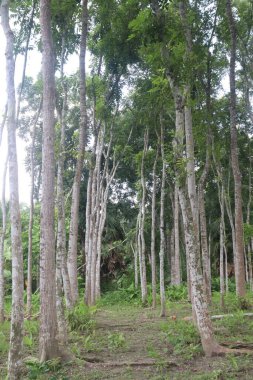 Çiftlikteki maun ağacının hasadı nakit mahsulüdür.