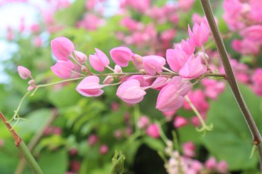 Mexican creeper flower plant on nursery for sell are cash crops. not only adds beauty to premises but also helps in sustaining beneficial insect diversity in general and honey bees in particular clipart