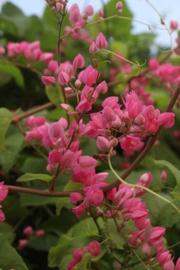 Bebek odasındaki Meksikalı sürüngen çiçek bitkisi satılık nakit mahsulleri. Sadece yerleşkeye güzellik katmakla kalmıyor aynı zamanda genel olarak yararlı böcek çeşitliliğinin ve özellikle bal arılarının sürdürülmesine de yardımcı oluyor.
