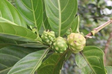 Morinda citrifolia Noni meyvesi satılmak üzere fidanlıkta satılıyor. Nakit ürünler. Çeşitli hastalıklara, antibakteriyel, antitümöre, antelmintiğe, ağrı kesiciye, antienflamatuara...