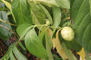 Morinda citrifolia Noni meyvesi satılmak üzere fidanlıkta satılıyor. Nakit ürünler. Çeşitli hastalıklara, antibakteriyel, antitümöre, antelmintiğe, ağrı kesiciye, antienflamatuara...