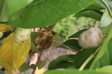 Morinda citrifolia Noni fruit on tree in nursery for sell are cash crops. have therapeutic remedy to various diseases, antibacterial, antitumor, anthelmintic, analgesic, anti inflammatory clipart