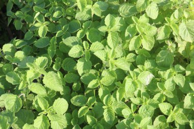 Mezosphaerum suaveolens tıbbi bitki sahada. Mide ağrısı, hemoroit, öksürük, haşarat, ülser, karaciğer hastalığı, ateş, grip, burun tıkanıklığı, iltihap gibi hastalıkların tedavisi