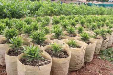 Podocarpus nakaii leaf plant on nursery for sell are cash crops. Beside the commercially and ecologically valuable, treating asthma, fever, venereal diseases, eye diseases clipart