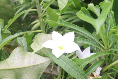 Plumeria pudica flower plant on nursery for sell are cash crops. have anti-allergic, laxative, carminative, cytotoxic, anti-microbial, anti-inflammatory, antiulcer, anti-leprosy, diuretic,anti-ascites clipart