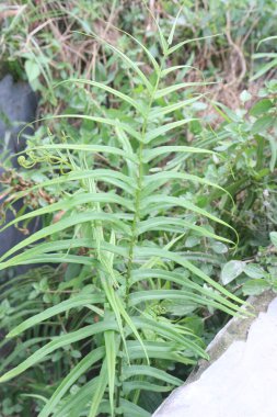 Kreşteki Pteris vittata eğreltiotu yaprağı bitkisi satılık nakit mahsuller. Doğal olarak arsenik biriktirebilme yeteneği, bir 'çevre temizleyici 