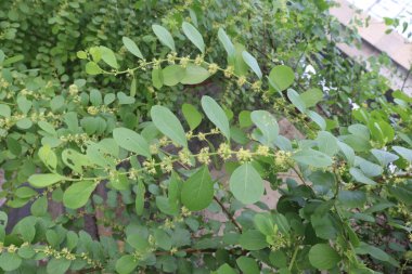 pandharphali gardenya çiçeği ve ormandaki tıbbi bitki