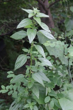 Parietaria officinalis ormandaki tıbbi bitki. İdrar söktürücü. Kronik öksürükleri dindirmek ve yaralar ve yanıklar için merhem olarak