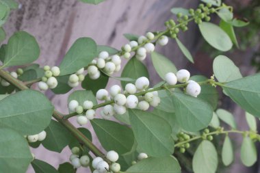 pandharphali gardenya çiçeği ve ormandaki tıbbi bitki