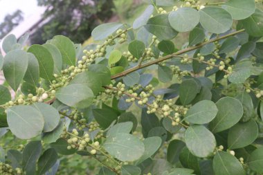 pandharphali gardenya çiçeği ve ormandaki tıbbi bitki