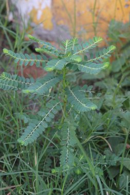 Phyllanthus debilis ormana bitki eker. Karaciğer komplikasyonları, diyabet, mellitus, deri hastalıkları gibi hastalıkları tedavi etmek için geleneksel tıp ve halk tıbbında lapa veya decoction hazırlamak için kullanılır.